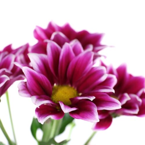 Learn the art of watercolour and acrylic ink painting in our beginner and intermediate classes and workshops in our Toronto studio and online