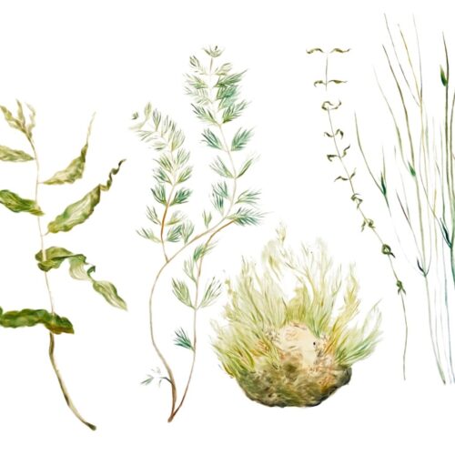 Celebrate the beauty of nature in Create Art Studio's Botanical Art Drawing and Painting class, in our studio and online