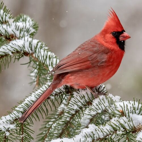 Wine & Paint Night: Winter Cardinal