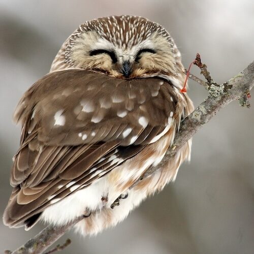 Saw-whet Owl Paint Night