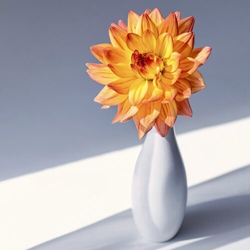 Yellow Dahlia