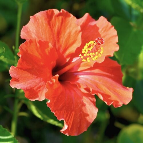 Hibiscus Paint Night