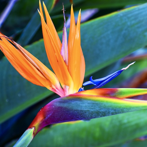 Bird of Paradise