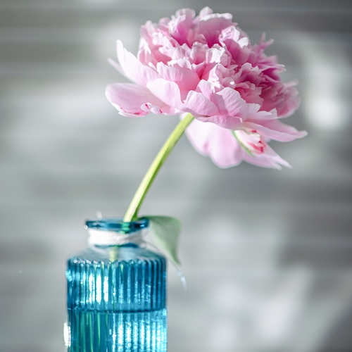 Peony in Vase