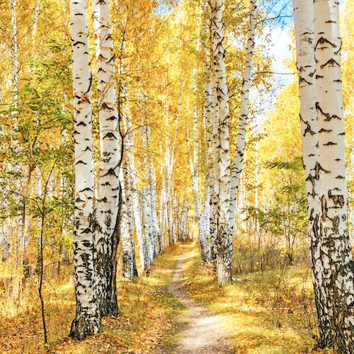 Golden Birch Paint Night